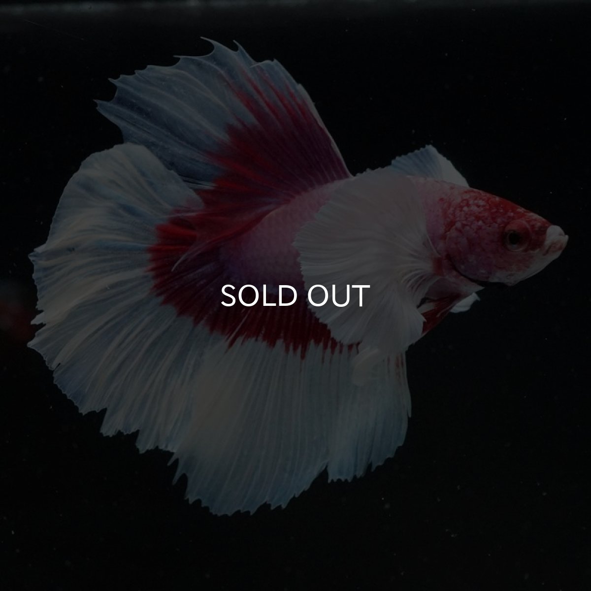 画像5: HM　ダンボ　ラベンダーバタフライ ローズテール (5)