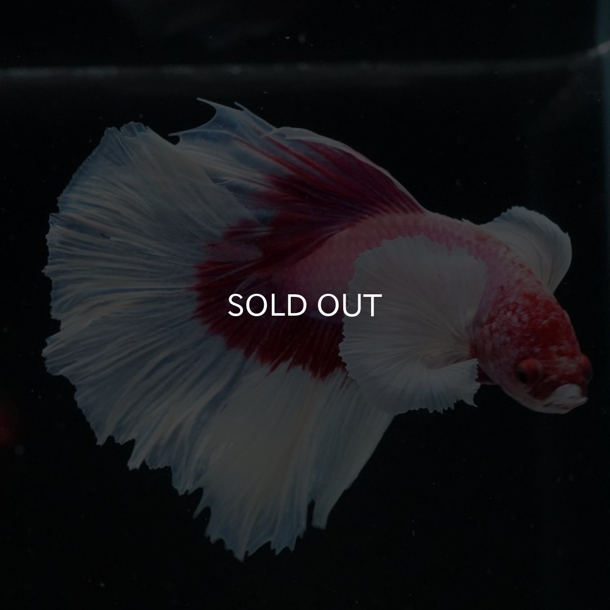 画像4: HM　ダンボ　ラベンダーバタフライ ローズテール (4)