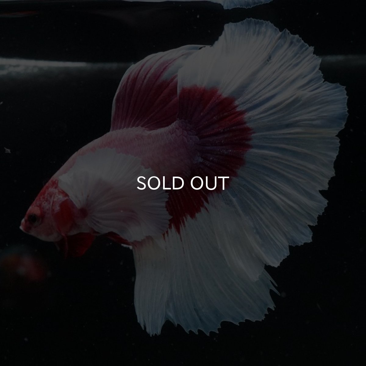 画像3: HM　ダンボ　ラベンダーバタフライ ローズテール (3)