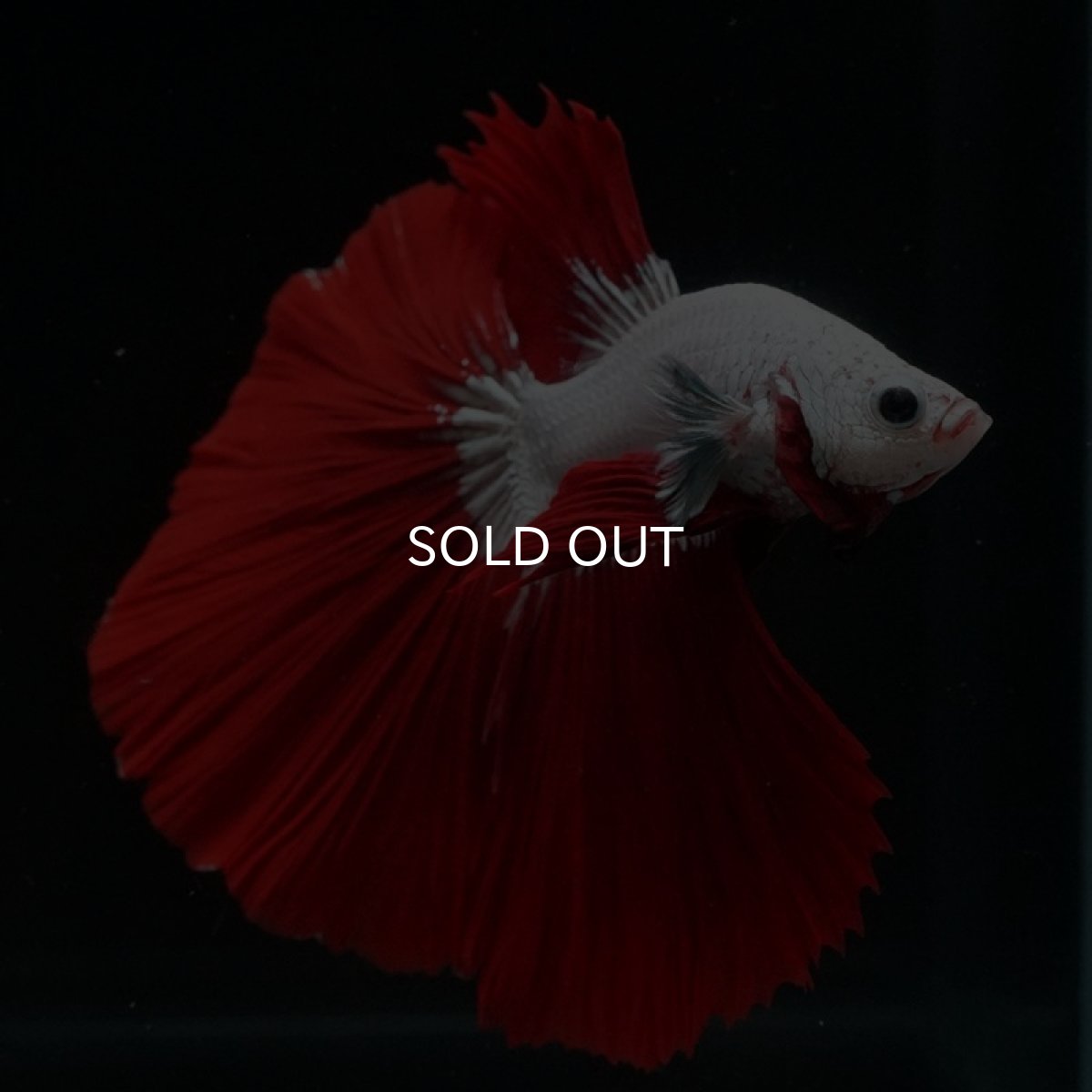 画像8: HM プラチナレッドドラゴン (8)