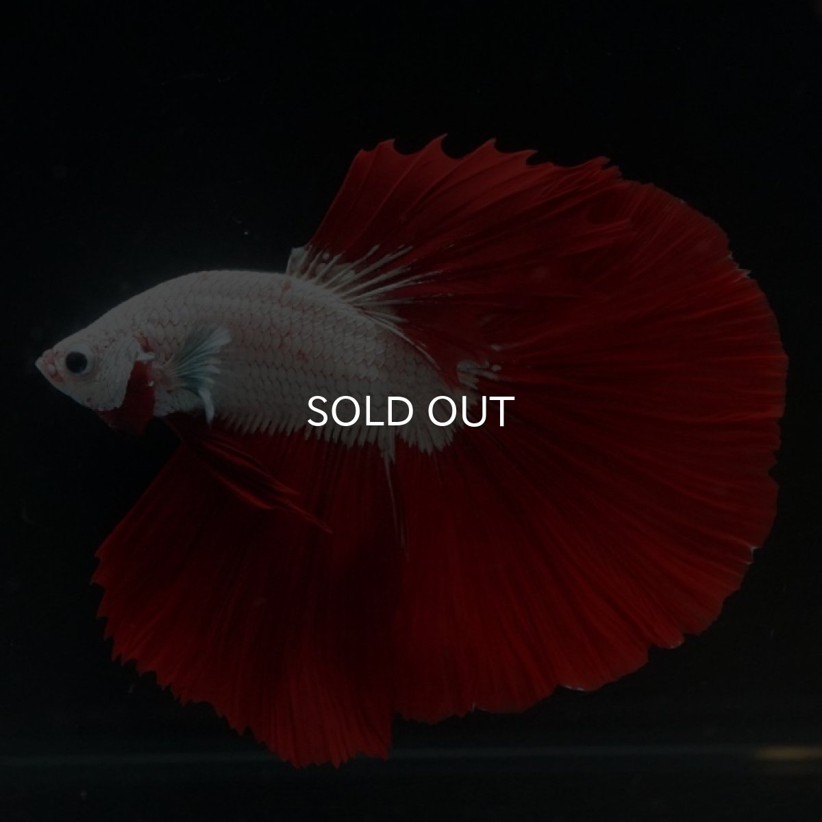 画像7: HM プラチナレッドドラゴン (7)