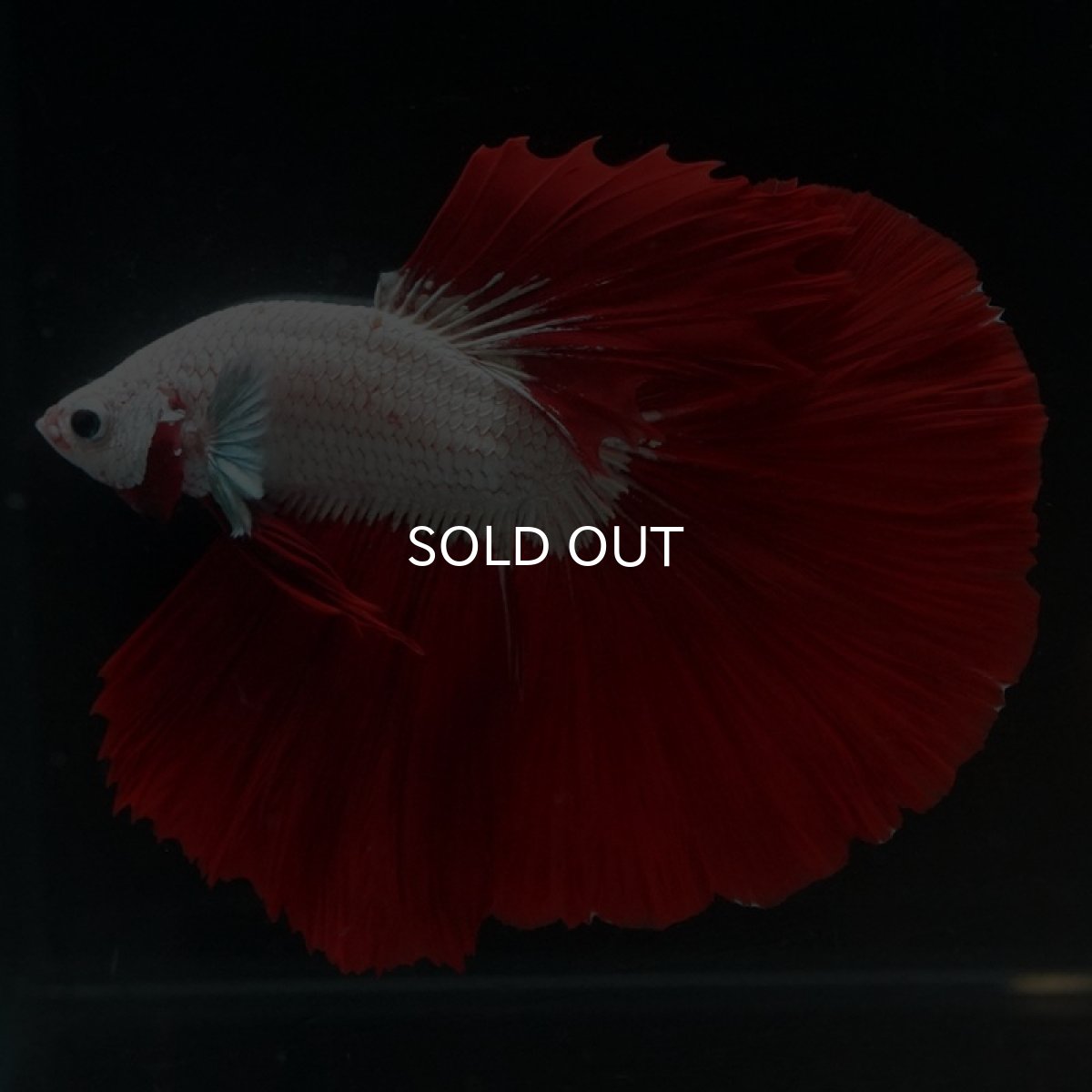 画像6: HM プラチナレッドドラゴン (6)