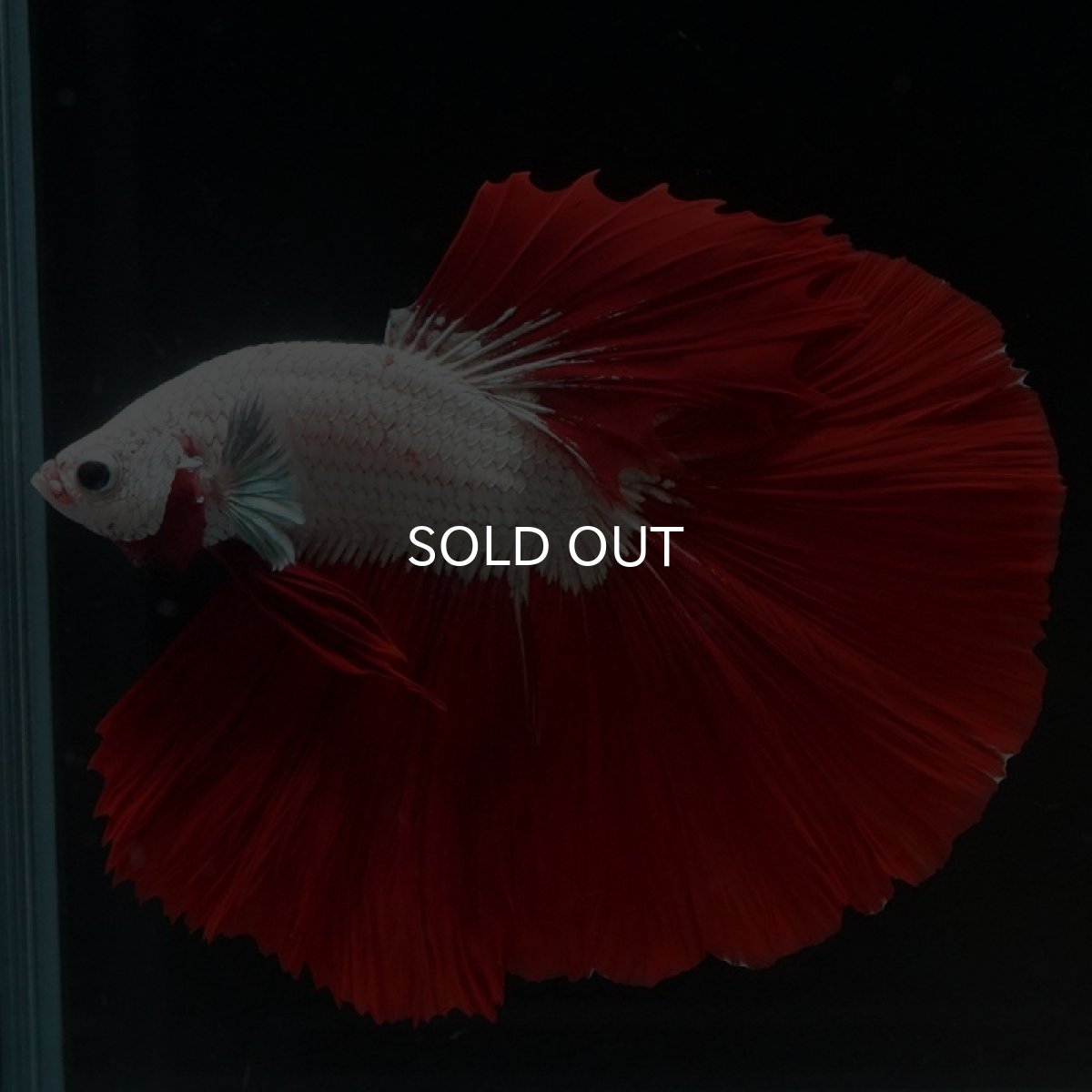 画像5: HM プラチナレッドドラゴン (5)