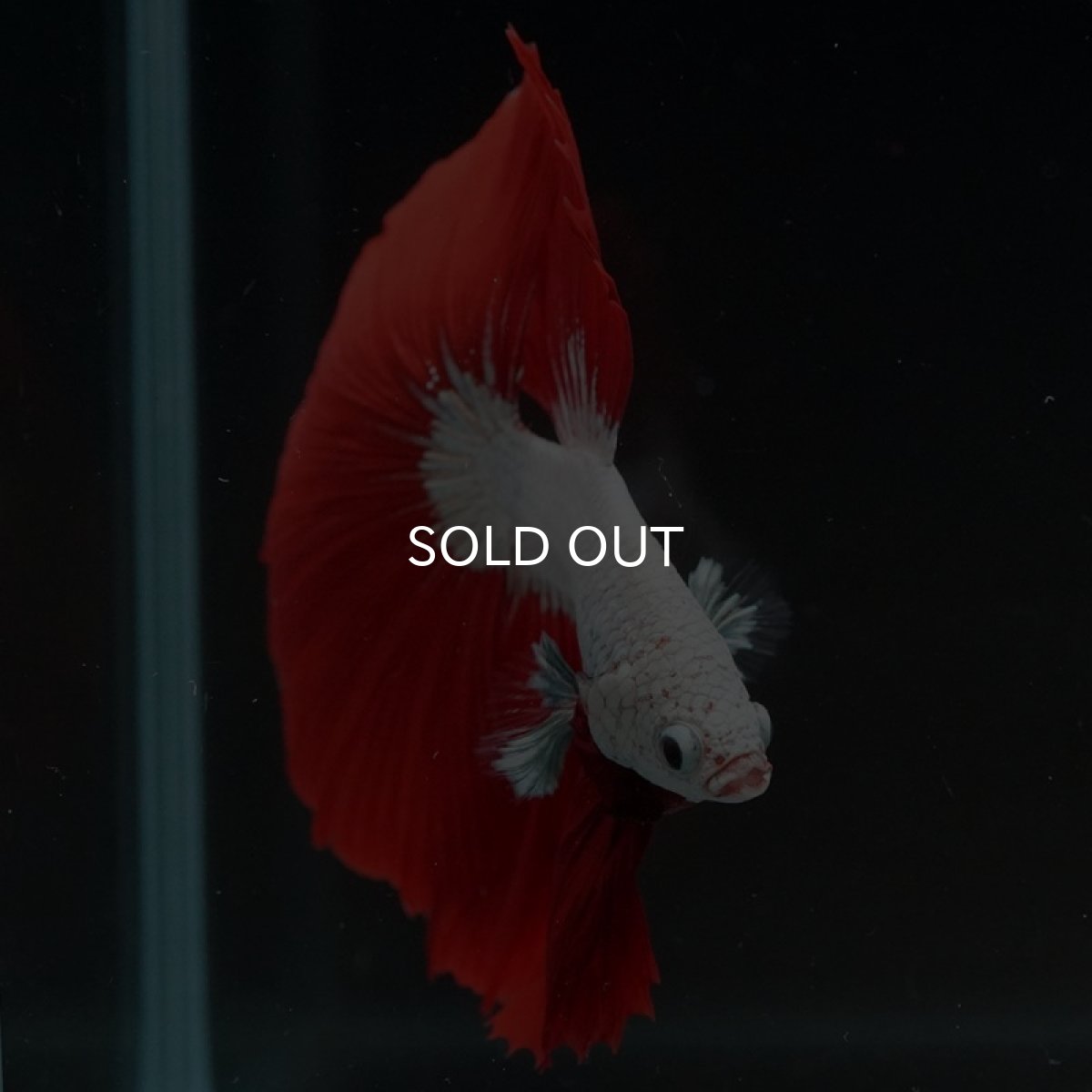 画像4: HM プラチナレッドドラゴン (4)