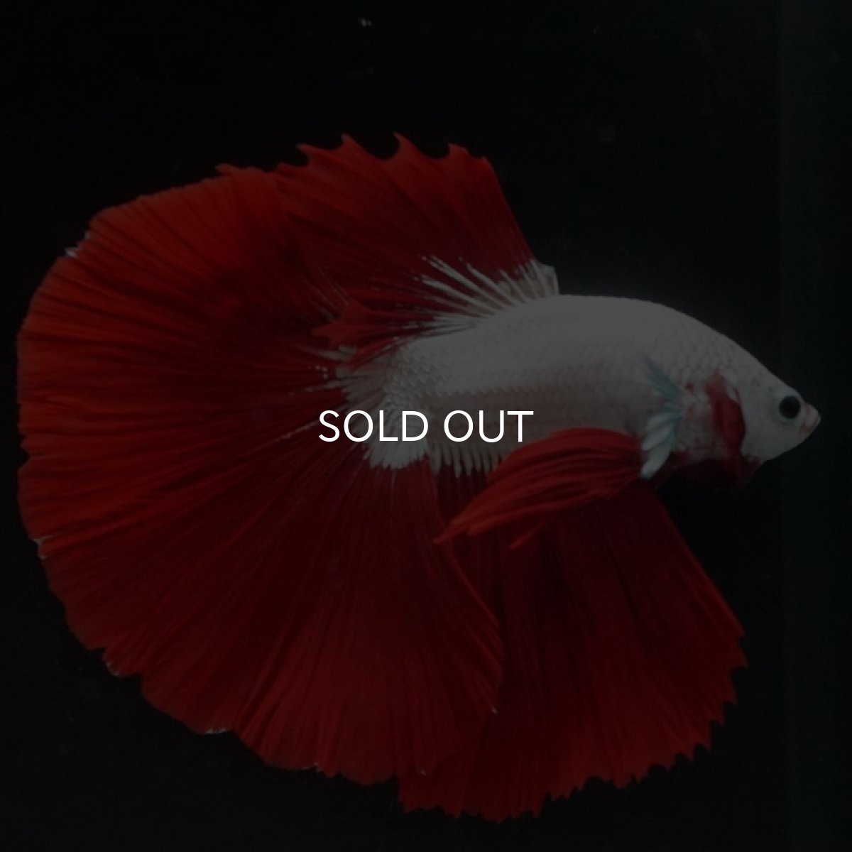 画像3: HM プラチナレッドドラゴン (3)