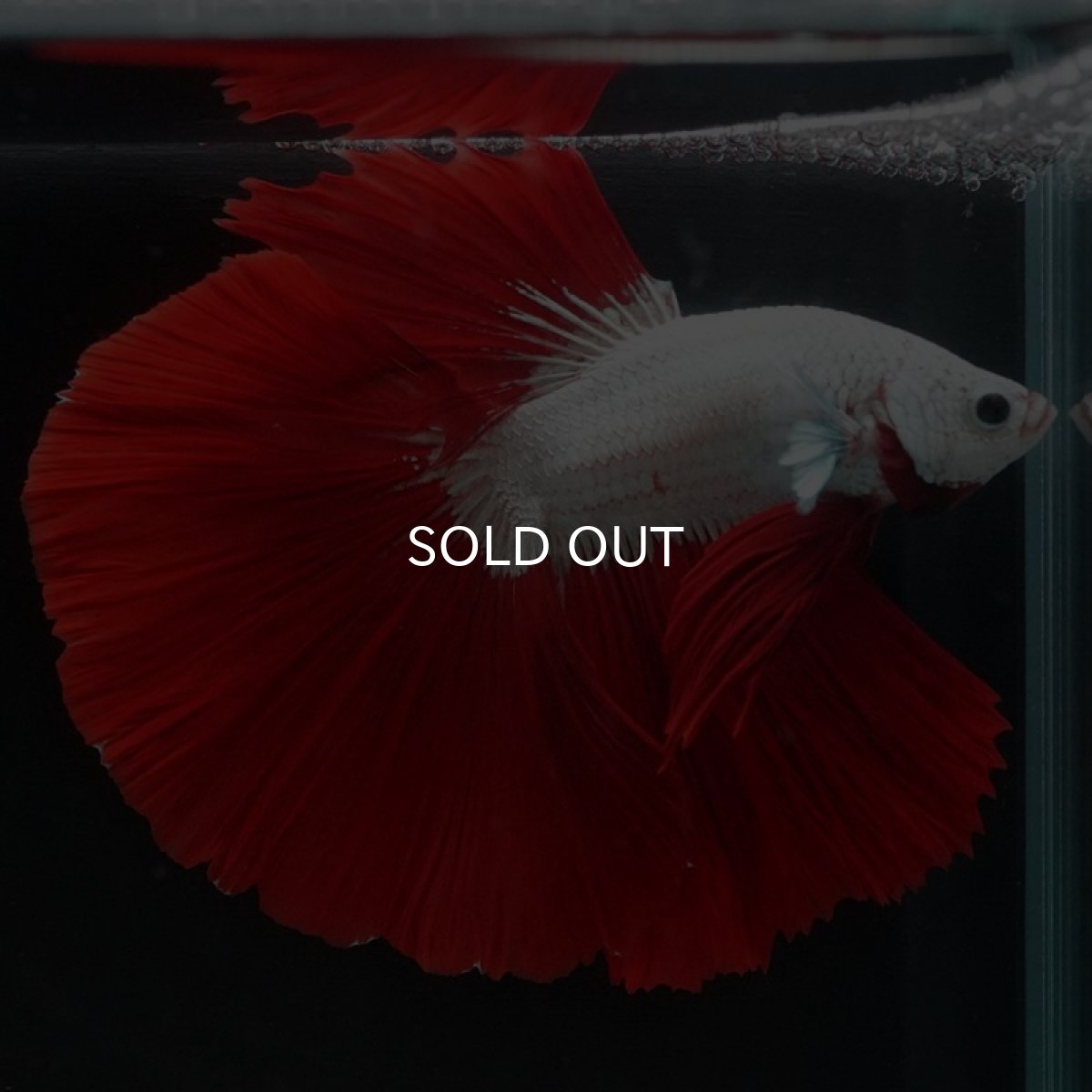 画像2: HM プラチナレッドドラゴン (2)