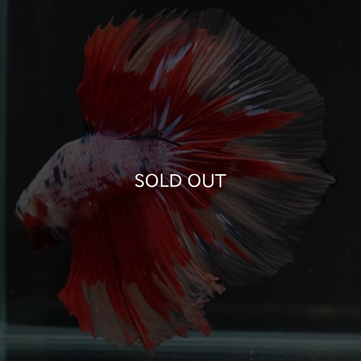 画像5: HM　キャンディレインボー (5)