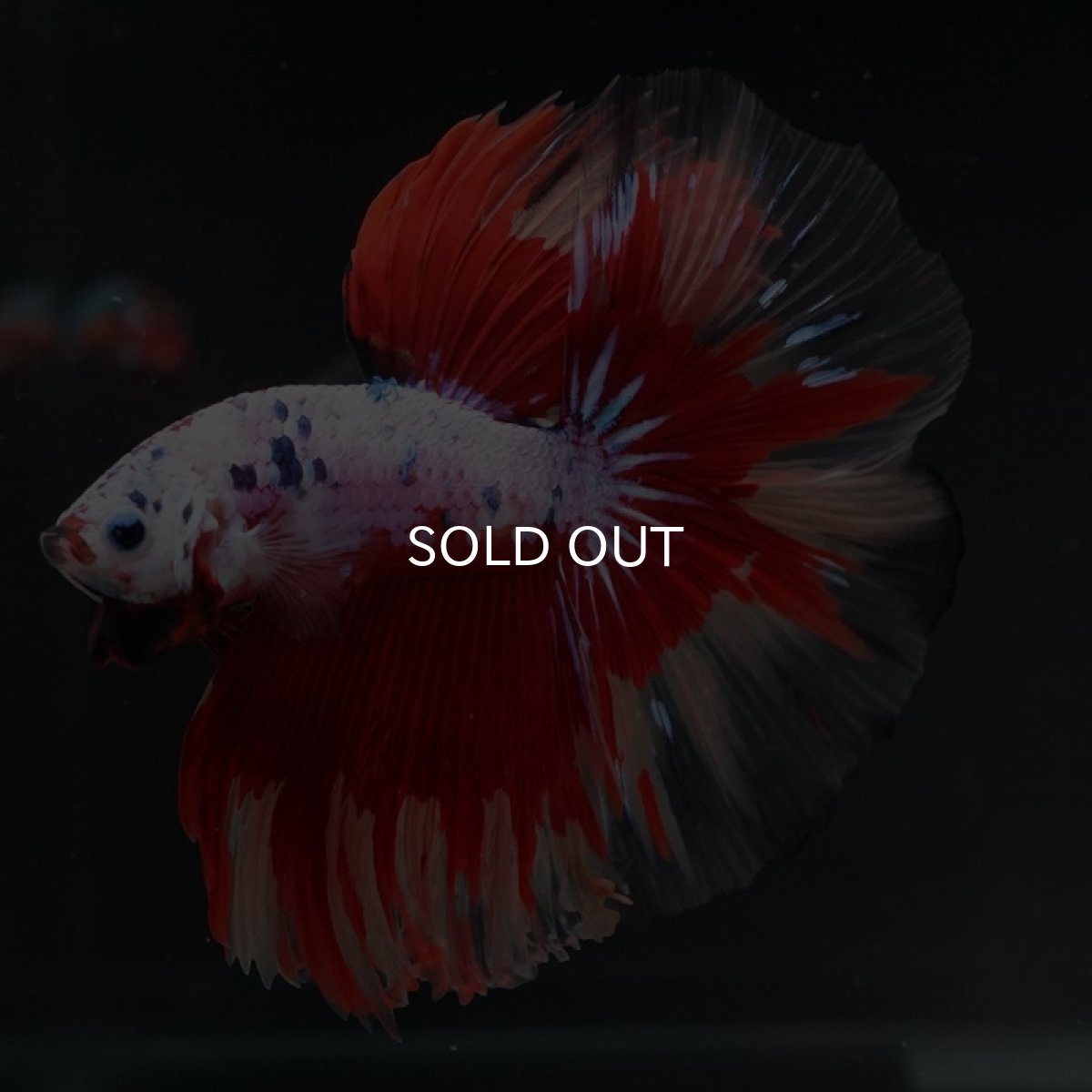 画像3: HM　キャンディレインボー (3)