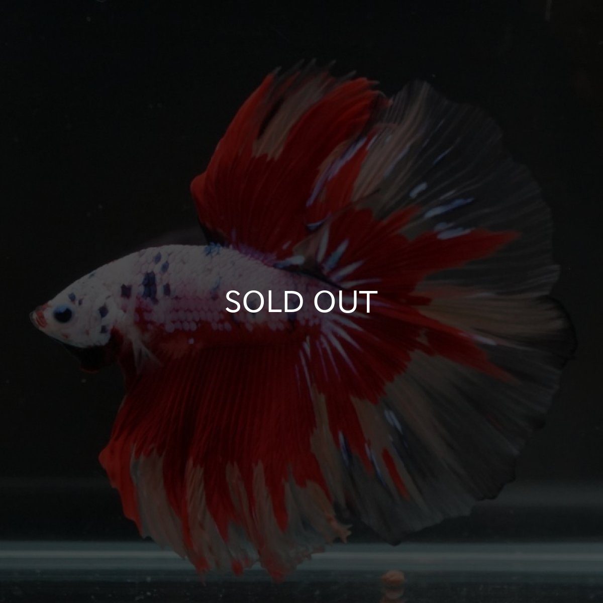 画像2: HM　キャンディレインボー (2)