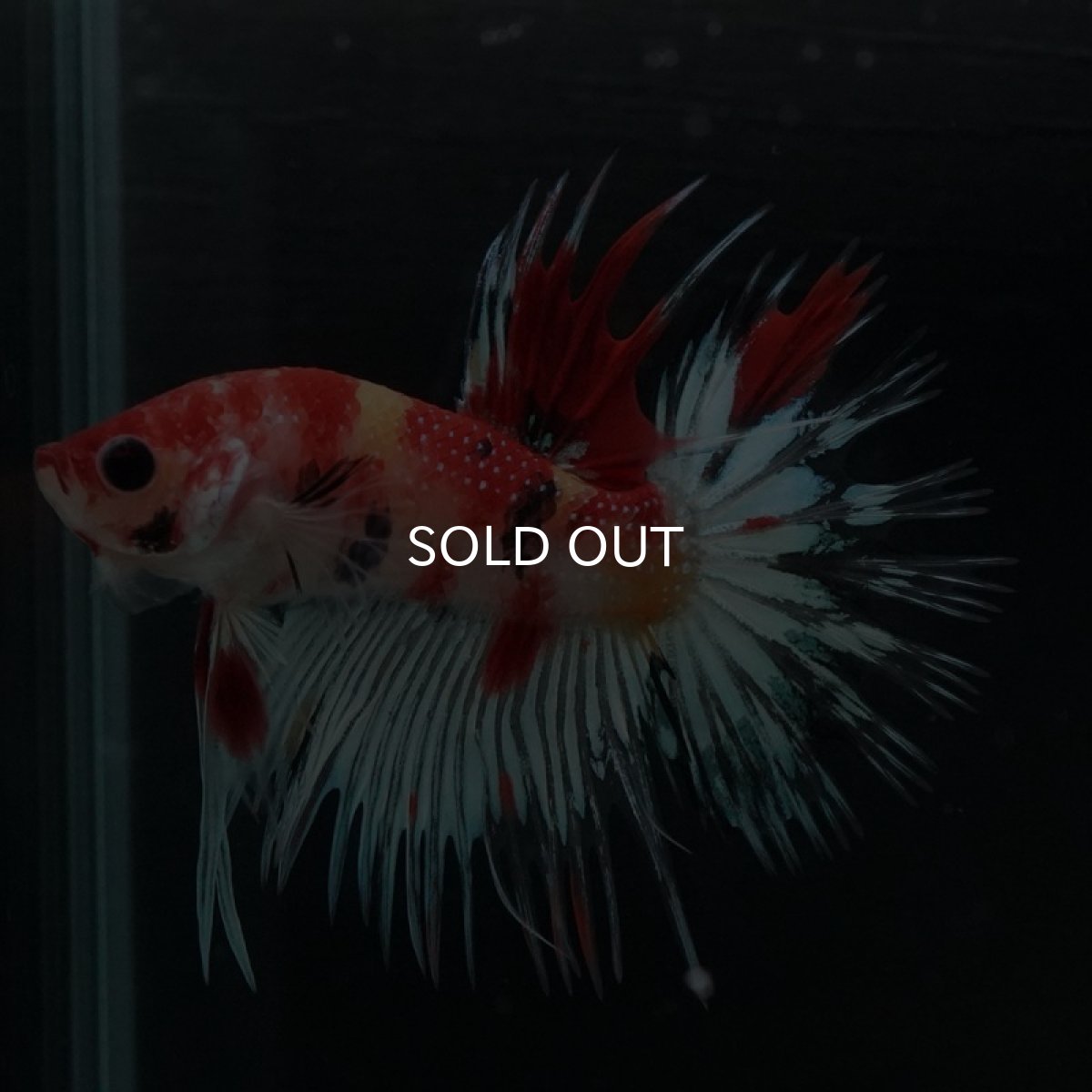 画像6: CT キャンディ (6)