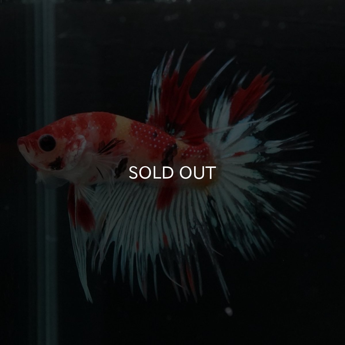 画像5: CT キャンディ (5)