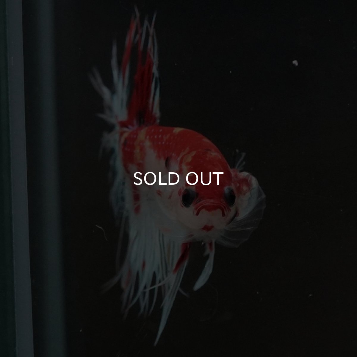 画像4: CT キャンディ (4)