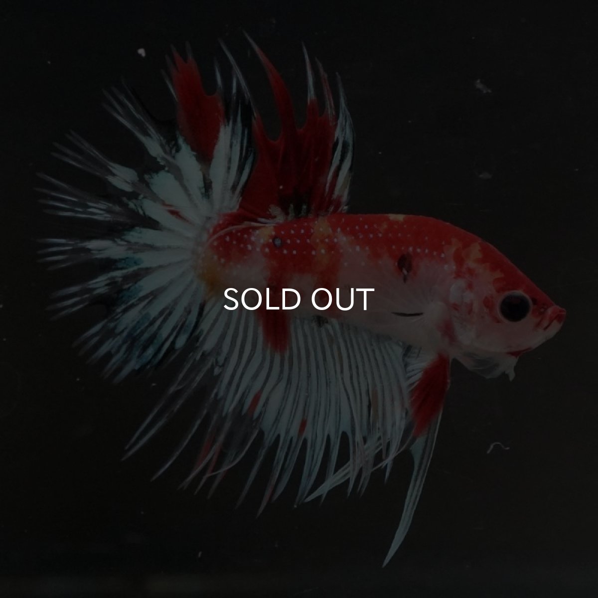 画像2: CT キャンディ (2)