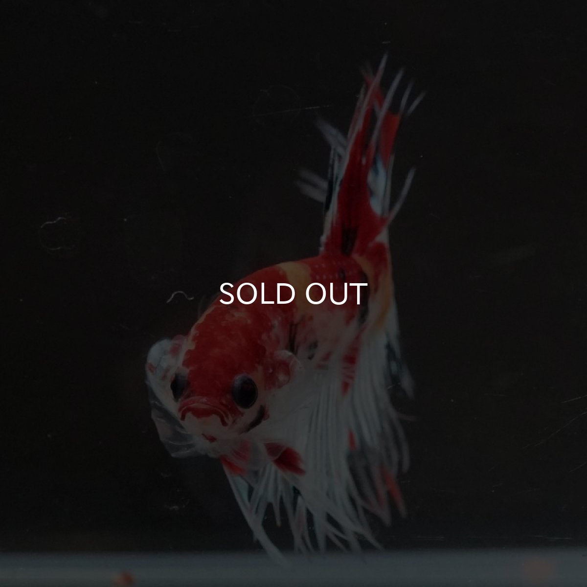 画像3: CT キャンディ (3)