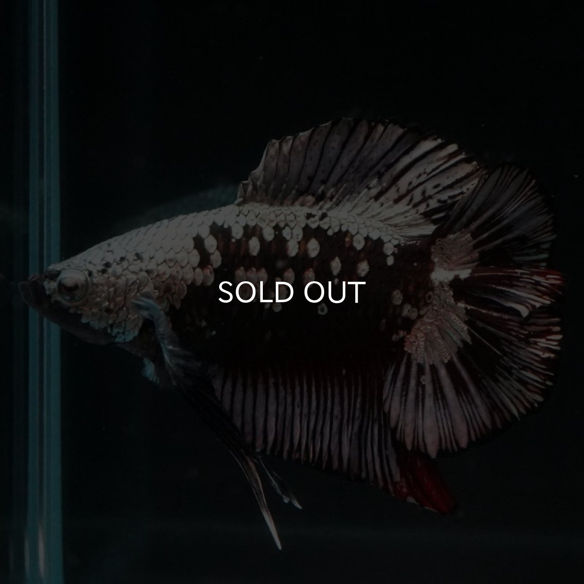 画像7: DTPK ブラックカッパーギャラクシー (7)