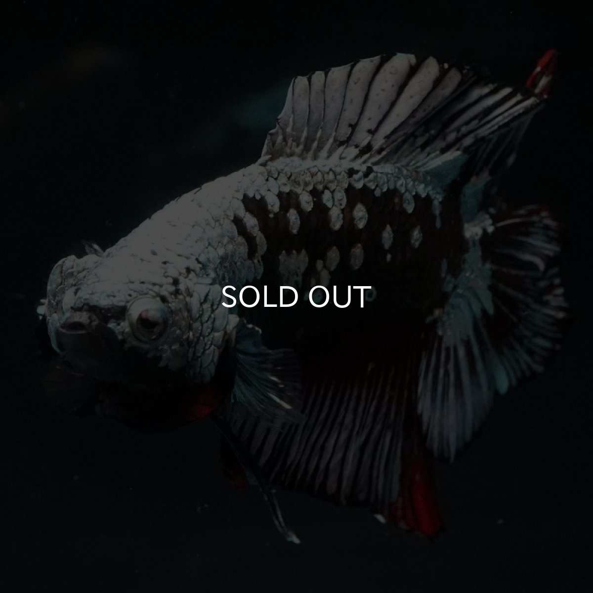 画像6: DTPK ブラックカッパーギャラクシー (6)