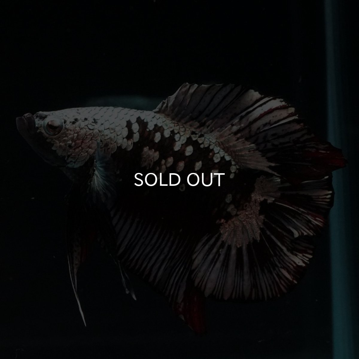 画像4: DTPK ブラックカッパーギャラクシー (4)