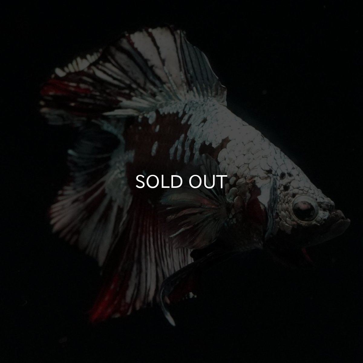 画像2: DTPK ブラックカッパーギャラクシー (2)