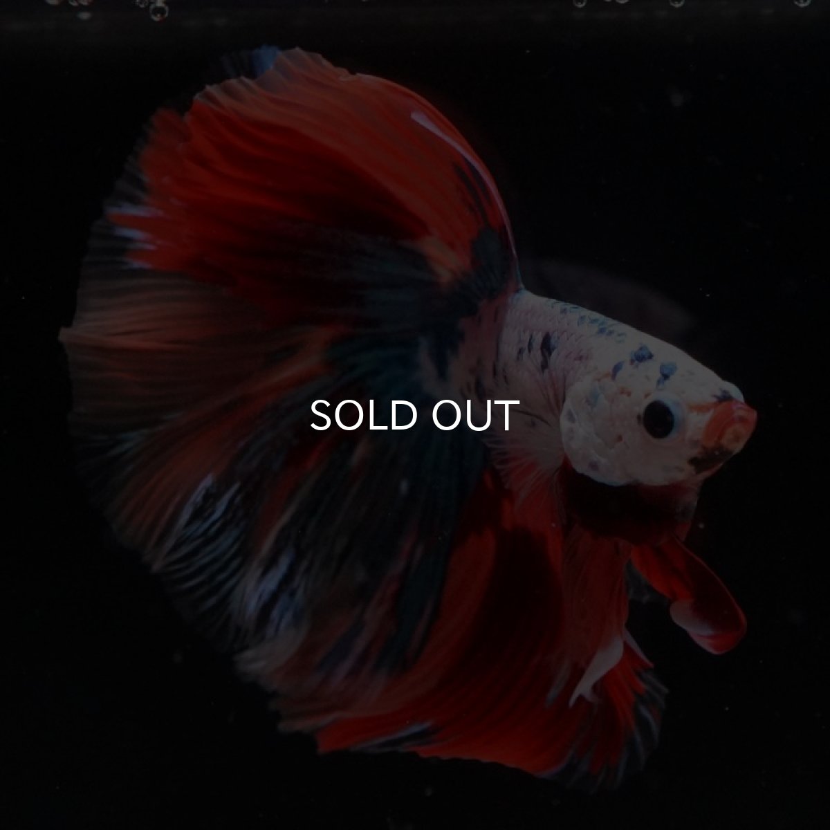 画像7: HM キャンディレインボー (7)