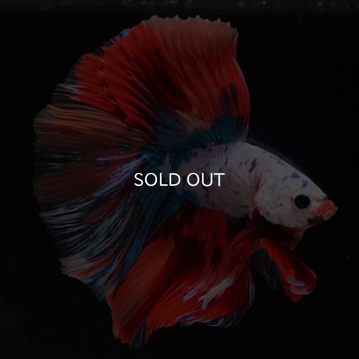 画像6: HM キャンディレインボー (6)