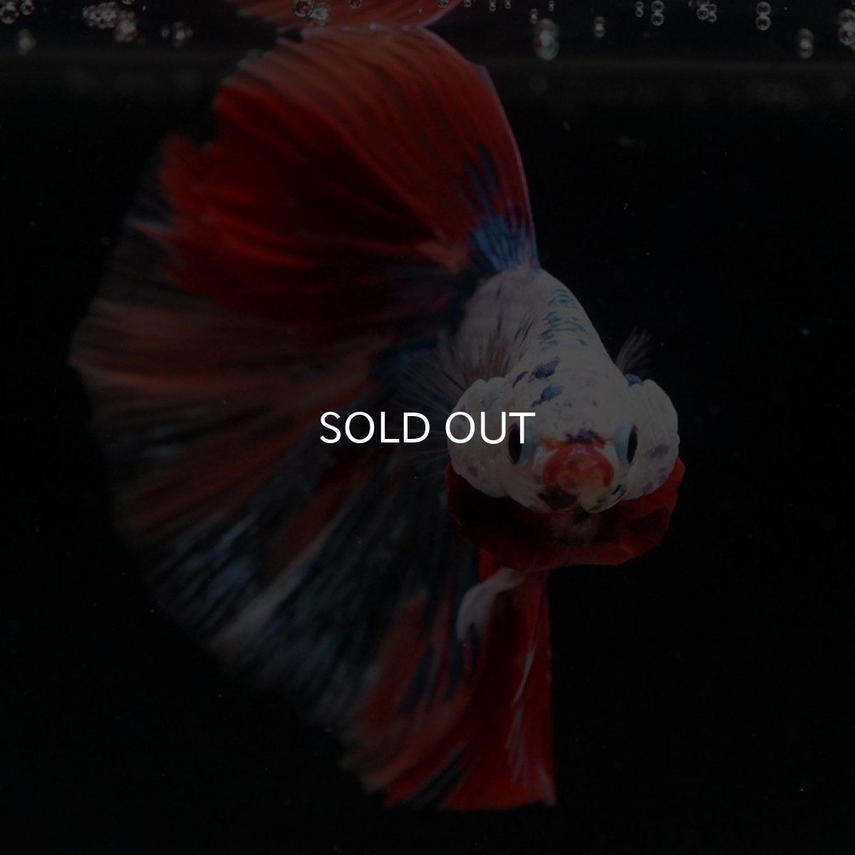 画像5: HM キャンディレインボー (5)