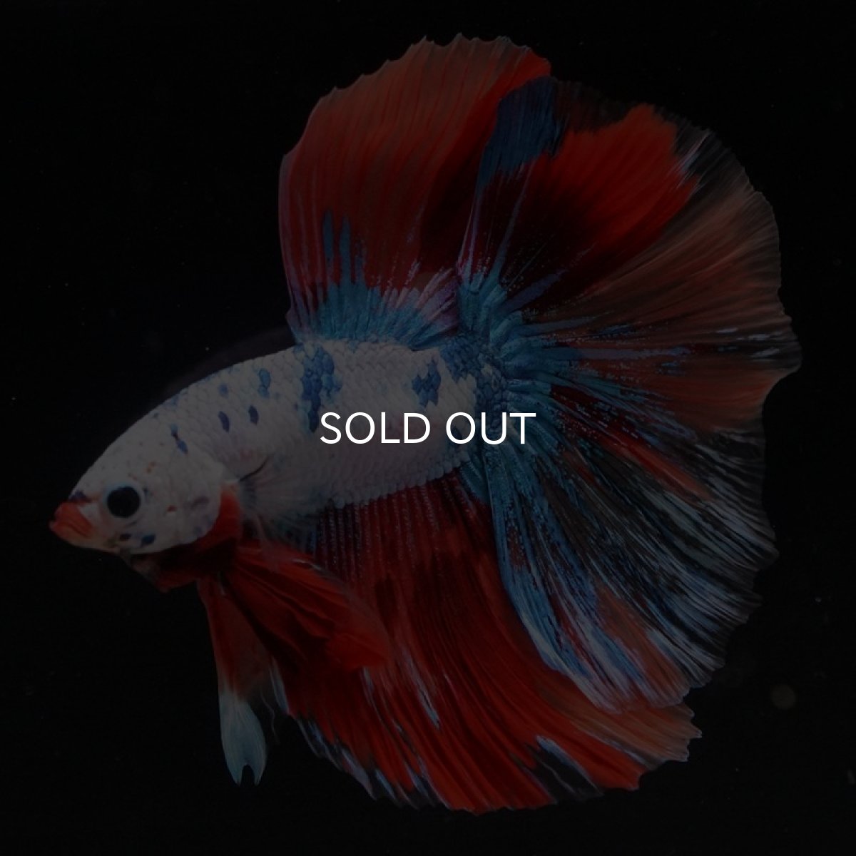 画像4: HM キャンディレインボー (4)