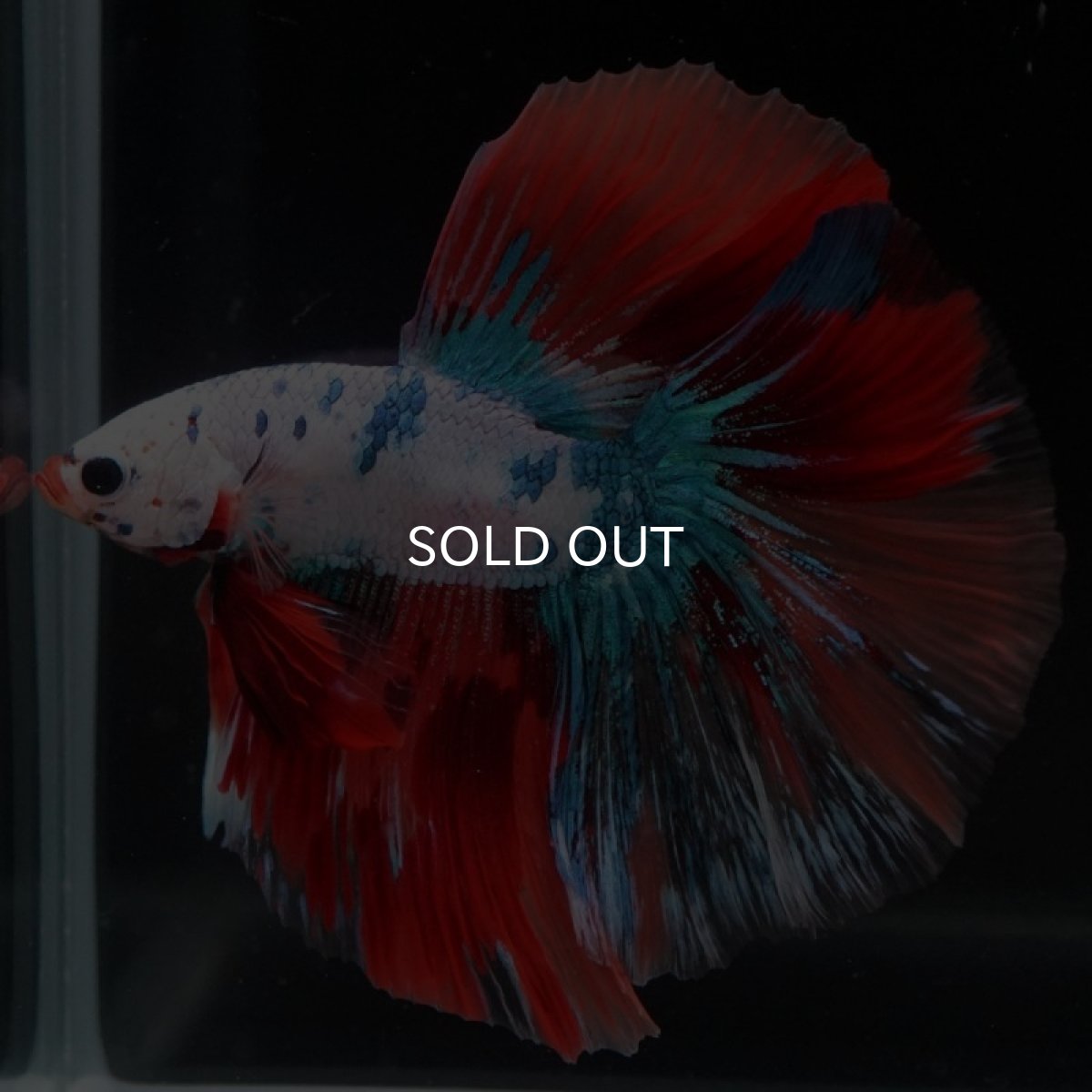 画像3: HM キャンディレインボー (3)