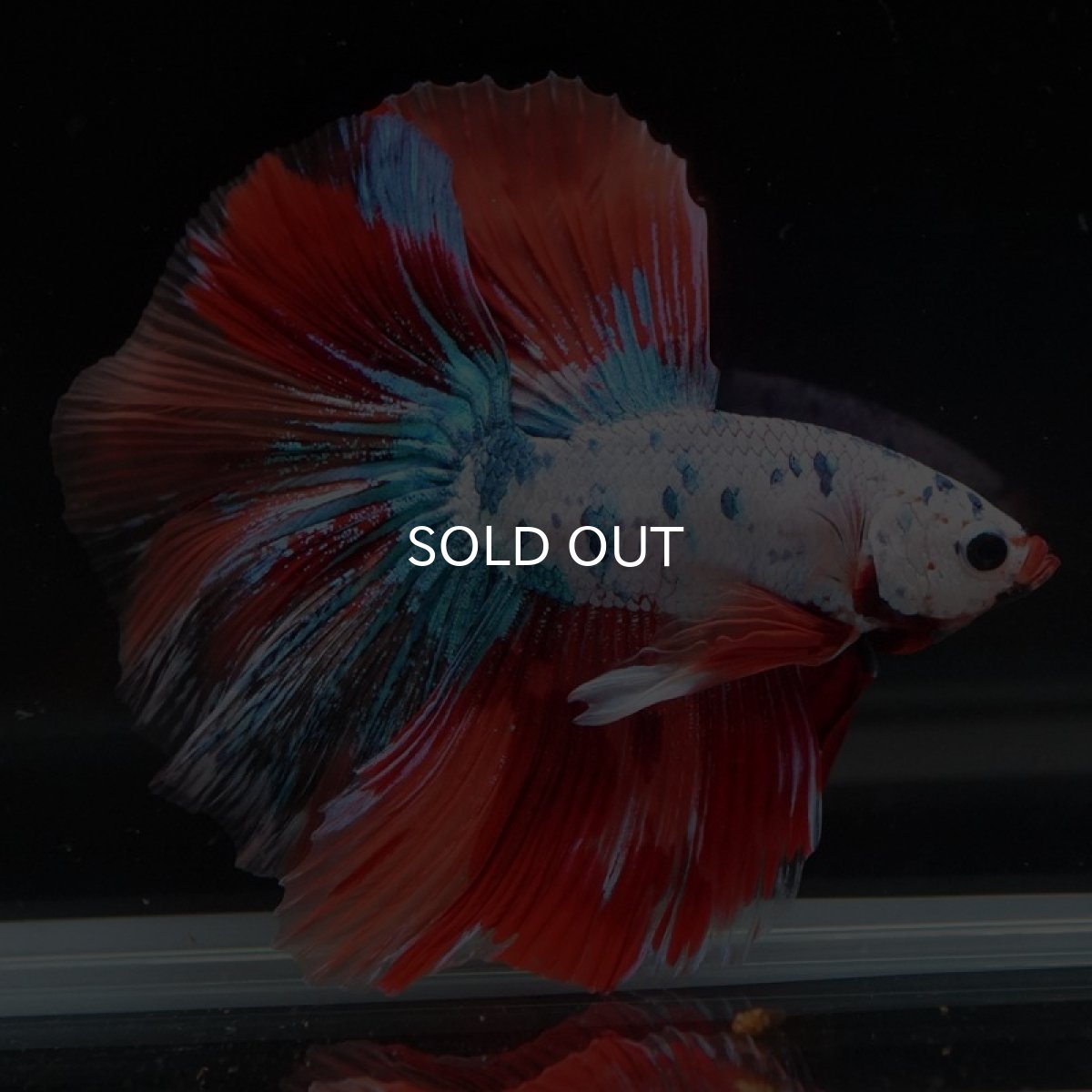 画像2: HM キャンディレインボー (2)