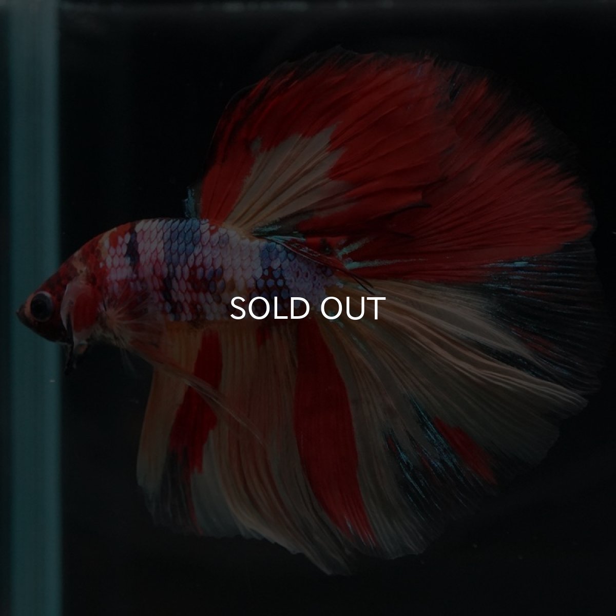 画像5: HM　キャンディレインボー (5)