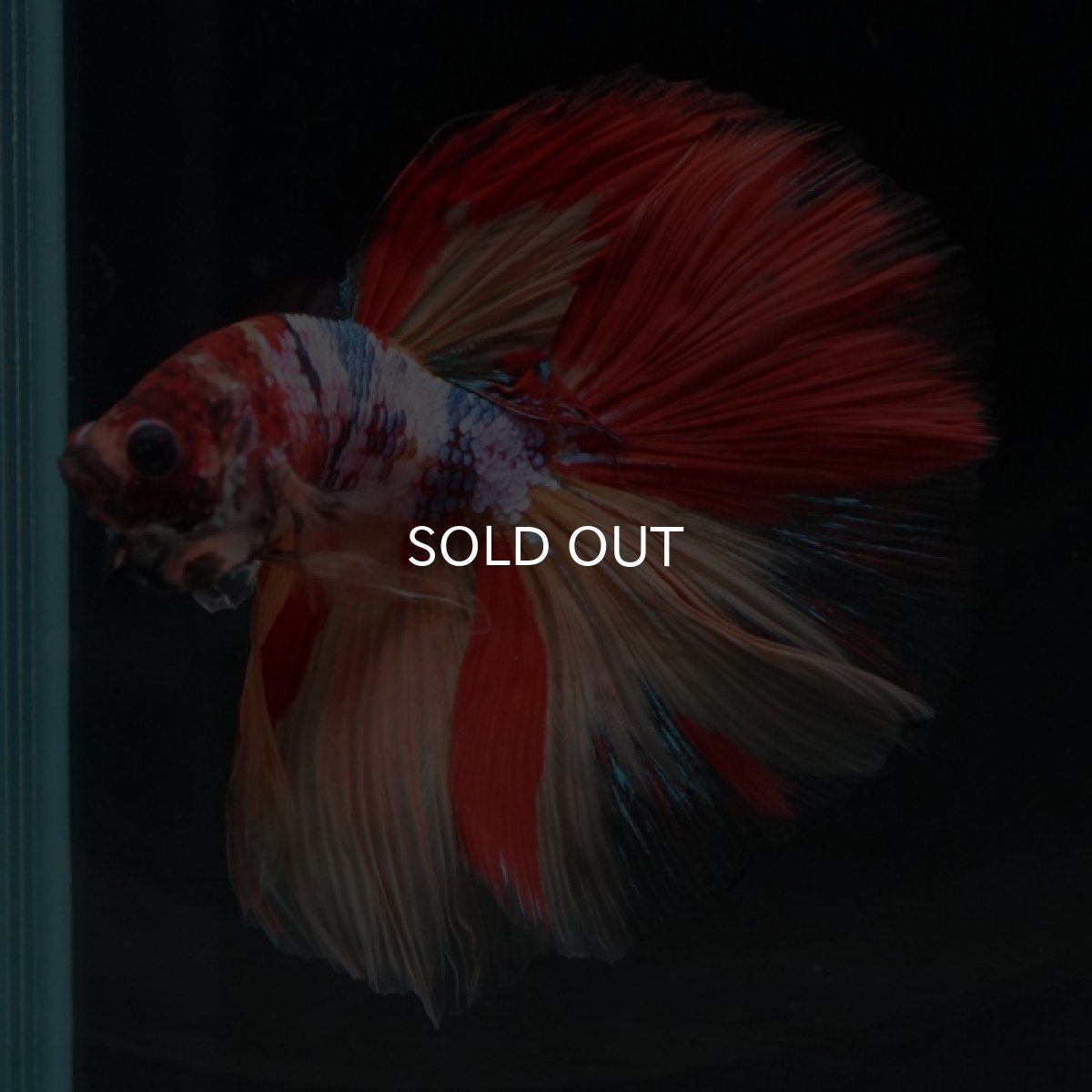 画像4: HM　キャンディレインボー (4)