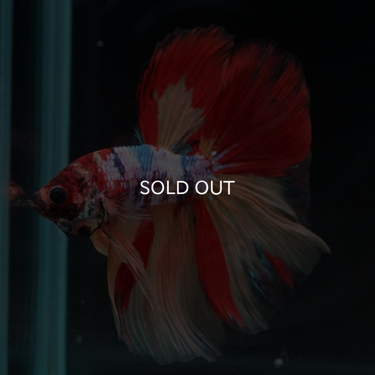 画像3: HM　キャンディレインボー (3)