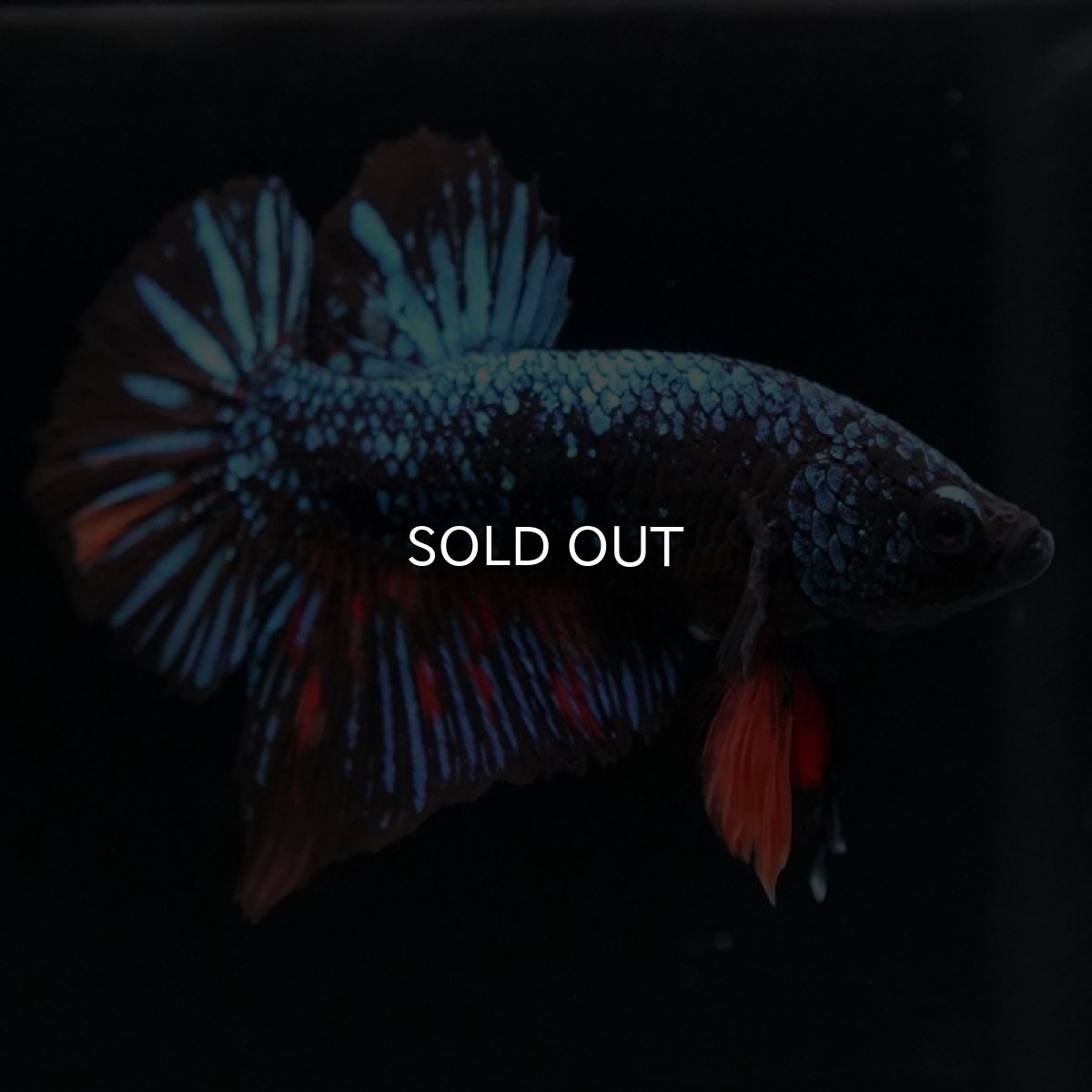 画像2: HMPK　ブラックキャンディ (2)