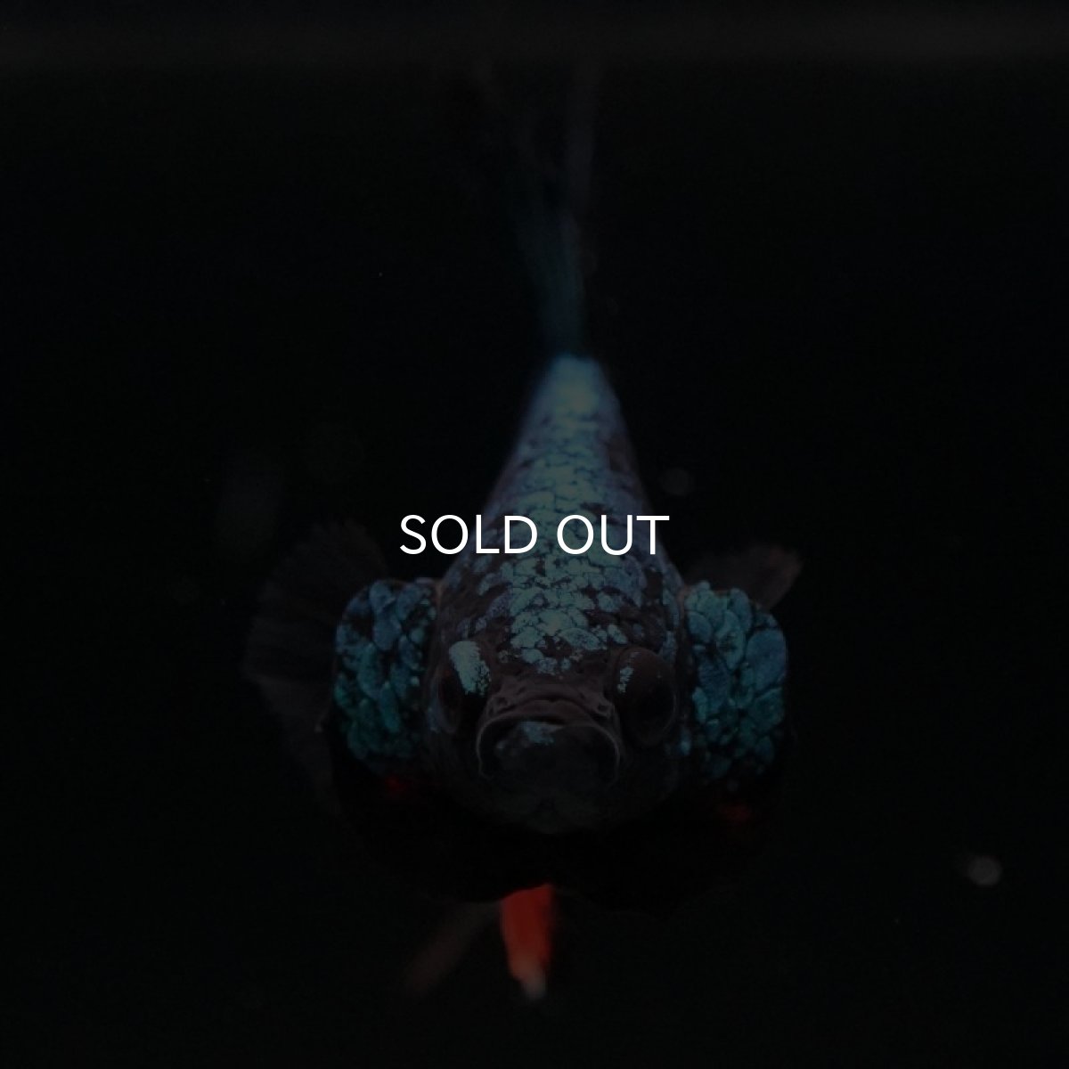 画像5: HMPK　ブラックキャンディ (5)