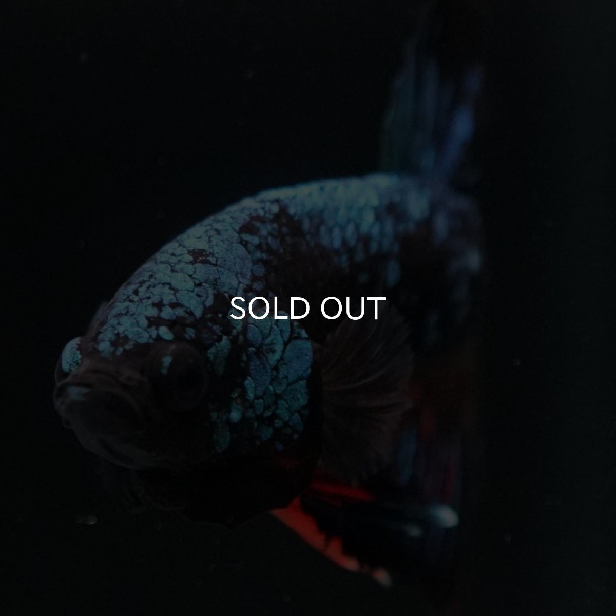 画像4: HMPK　ブラックキャンディ (4)