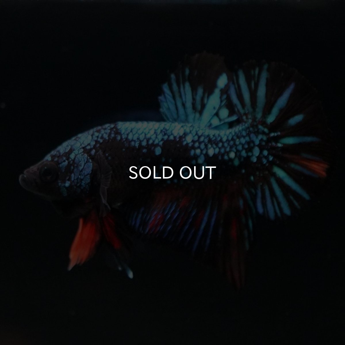 画像3: HMPK　ブラックキャンディ (3)