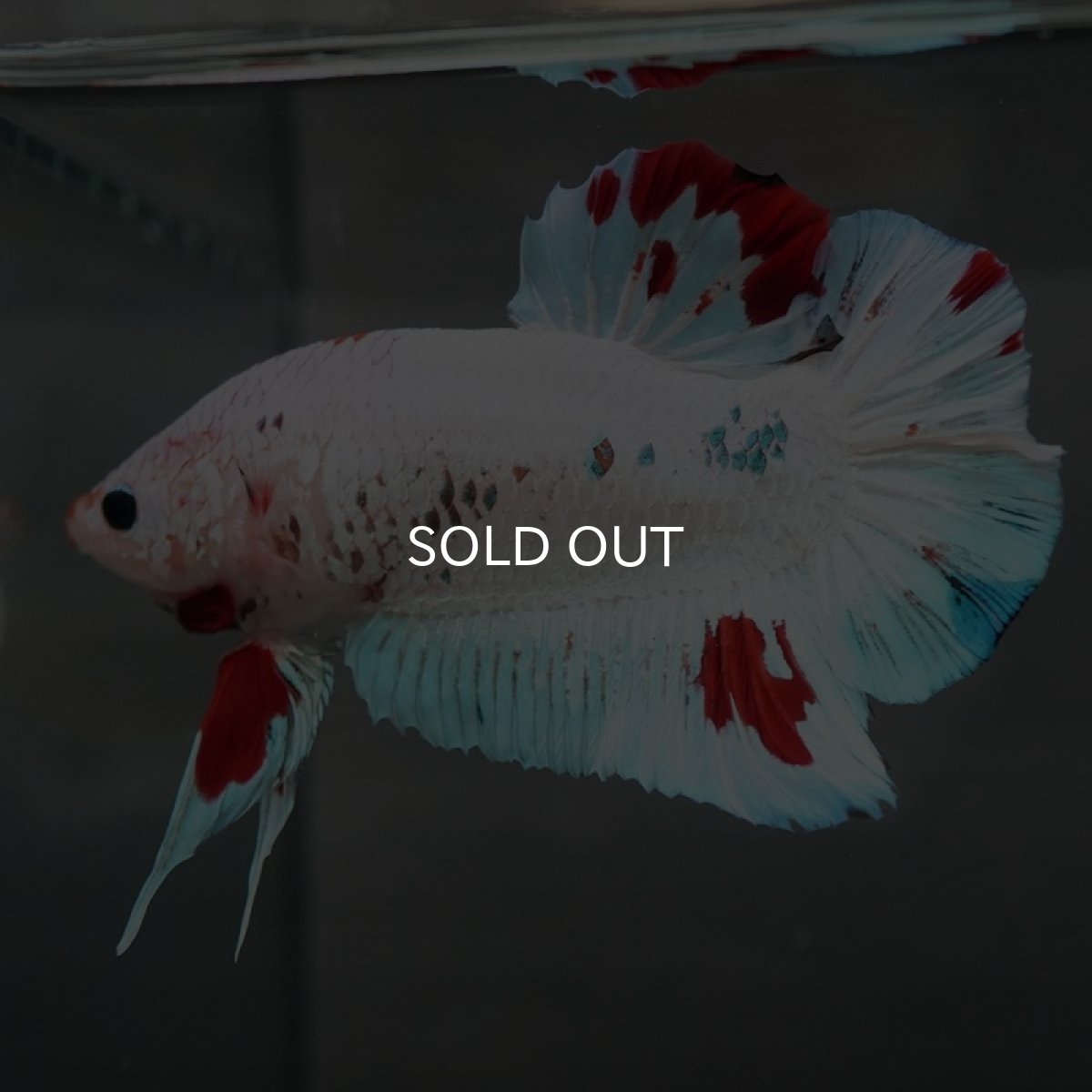 画像7: GHMPK ホワイトファンシー (7)