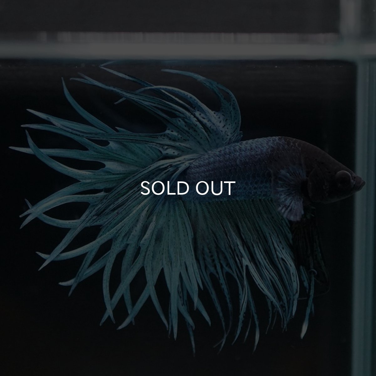 画像2: CT キングクラウン スチールブルー (2)