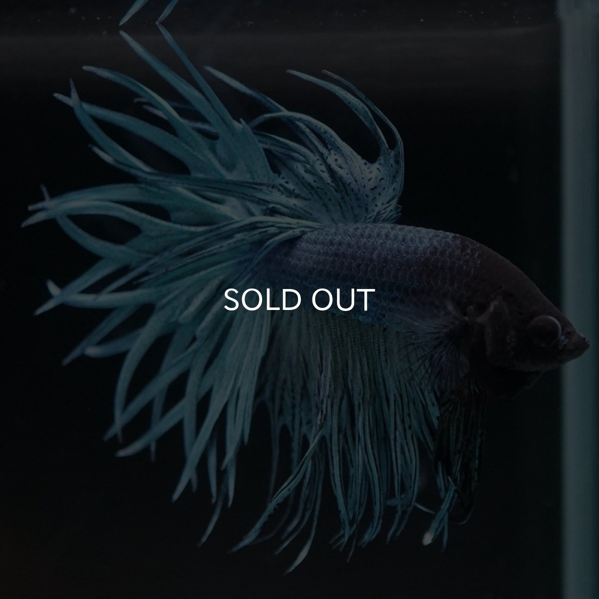 画像4: CT キングクラウン スチールブルー (4)