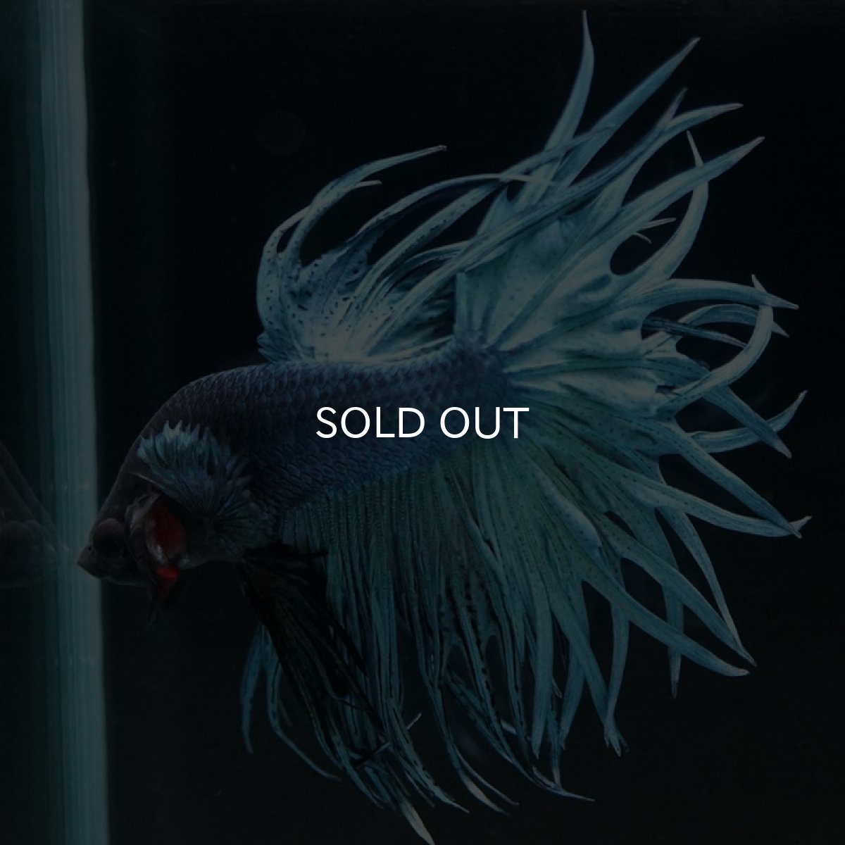 画像3: CT キングクラウン スチールブルー (3)