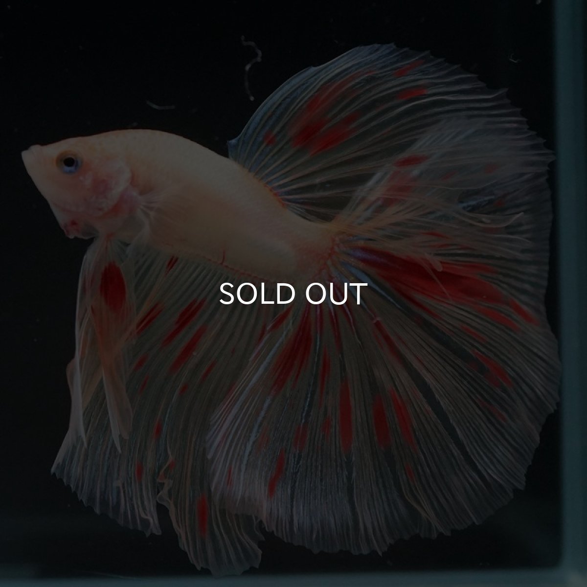 画像4: HM　アルマゲドン (4)