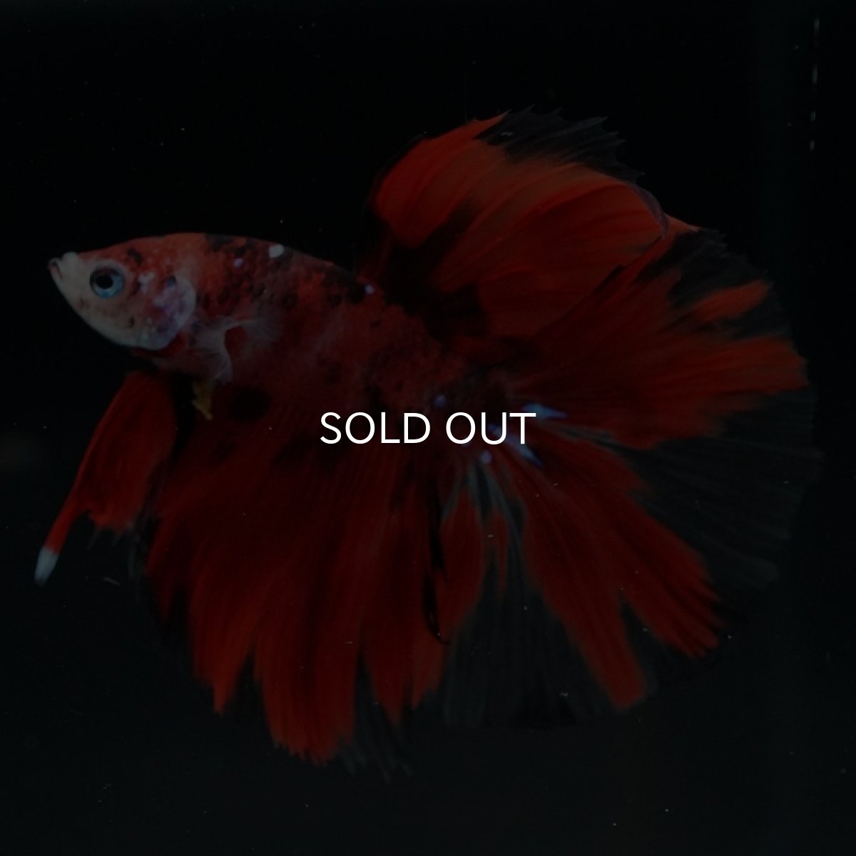 画像6: HM　鯉　クリアフィン (6)