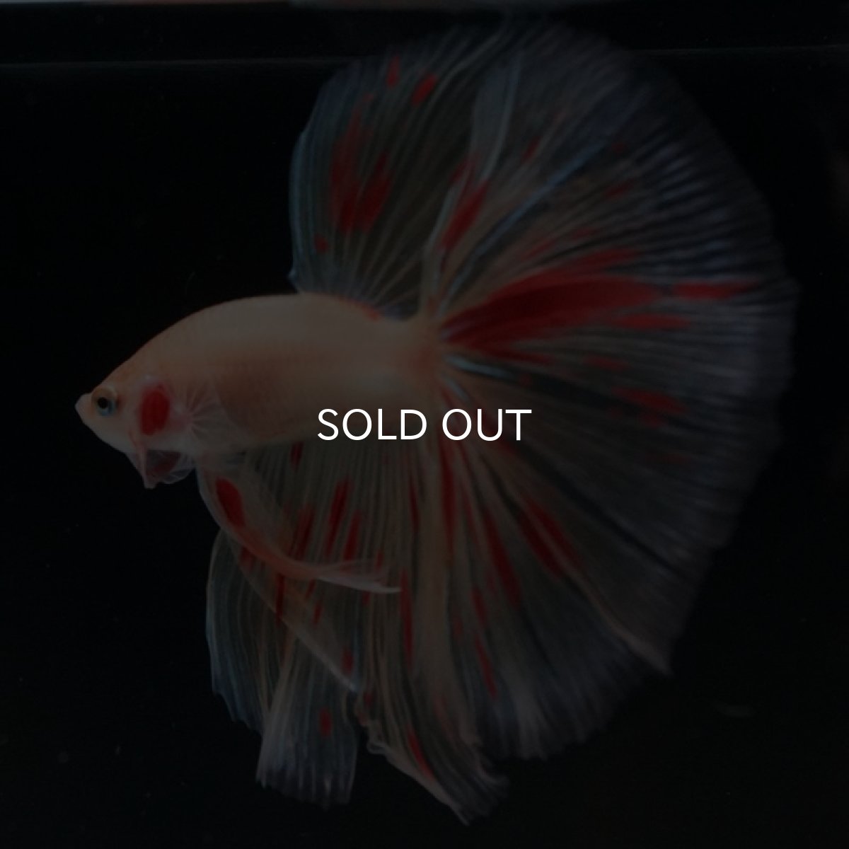 画像3: HM　アルマゲドン (3)