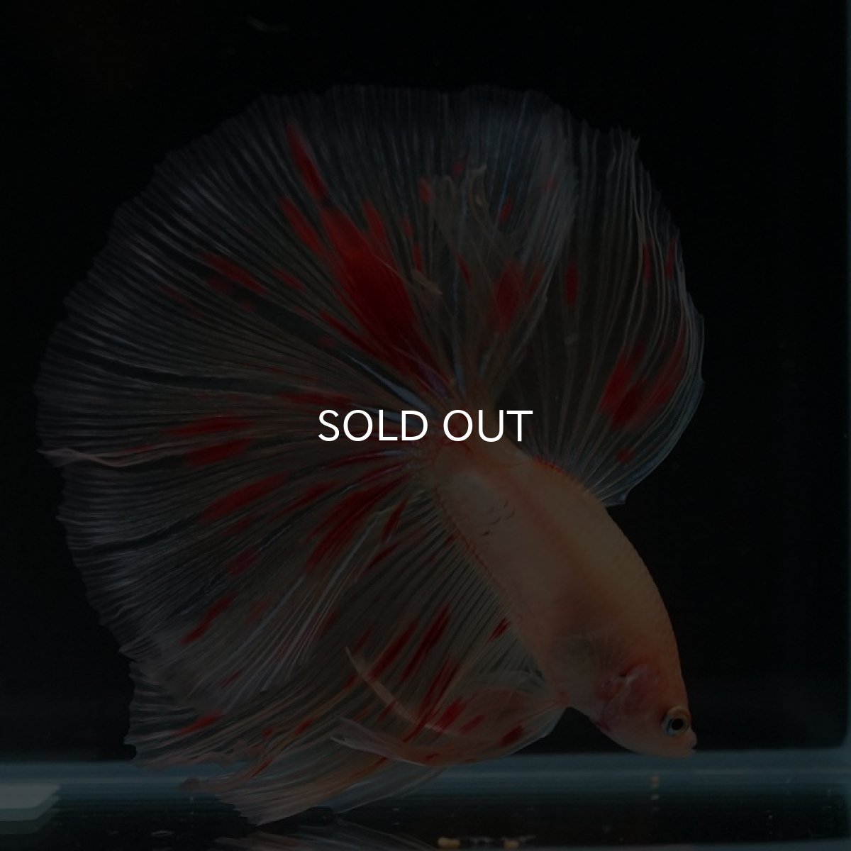 画像2: HM　アルマゲドン (2)