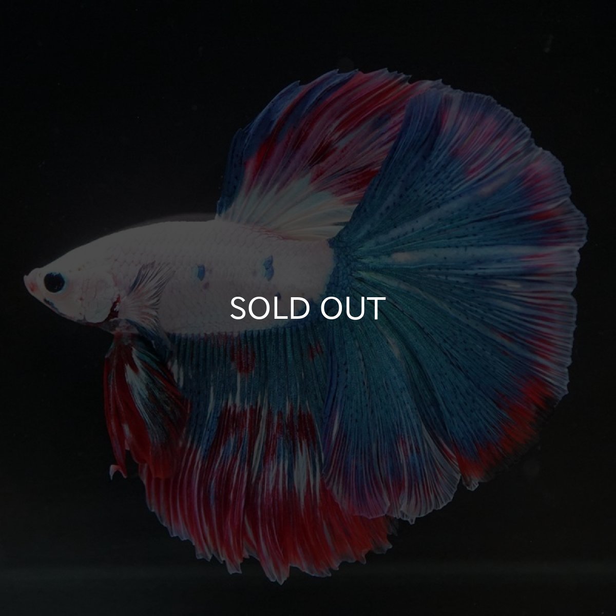 画像3: HM ファンシー (3)