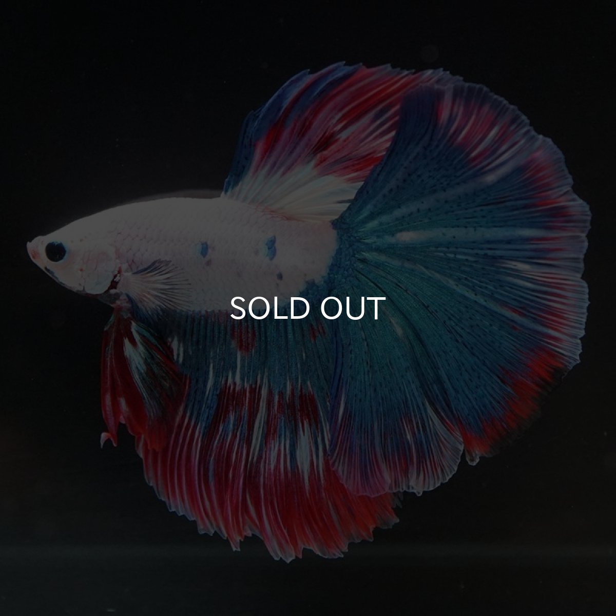 画像2: HM ファンシー (2)