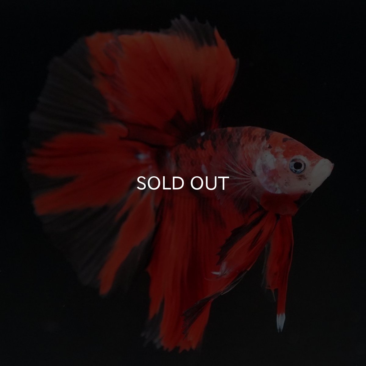 画像5: HM　鯉　クリアフィン (5)