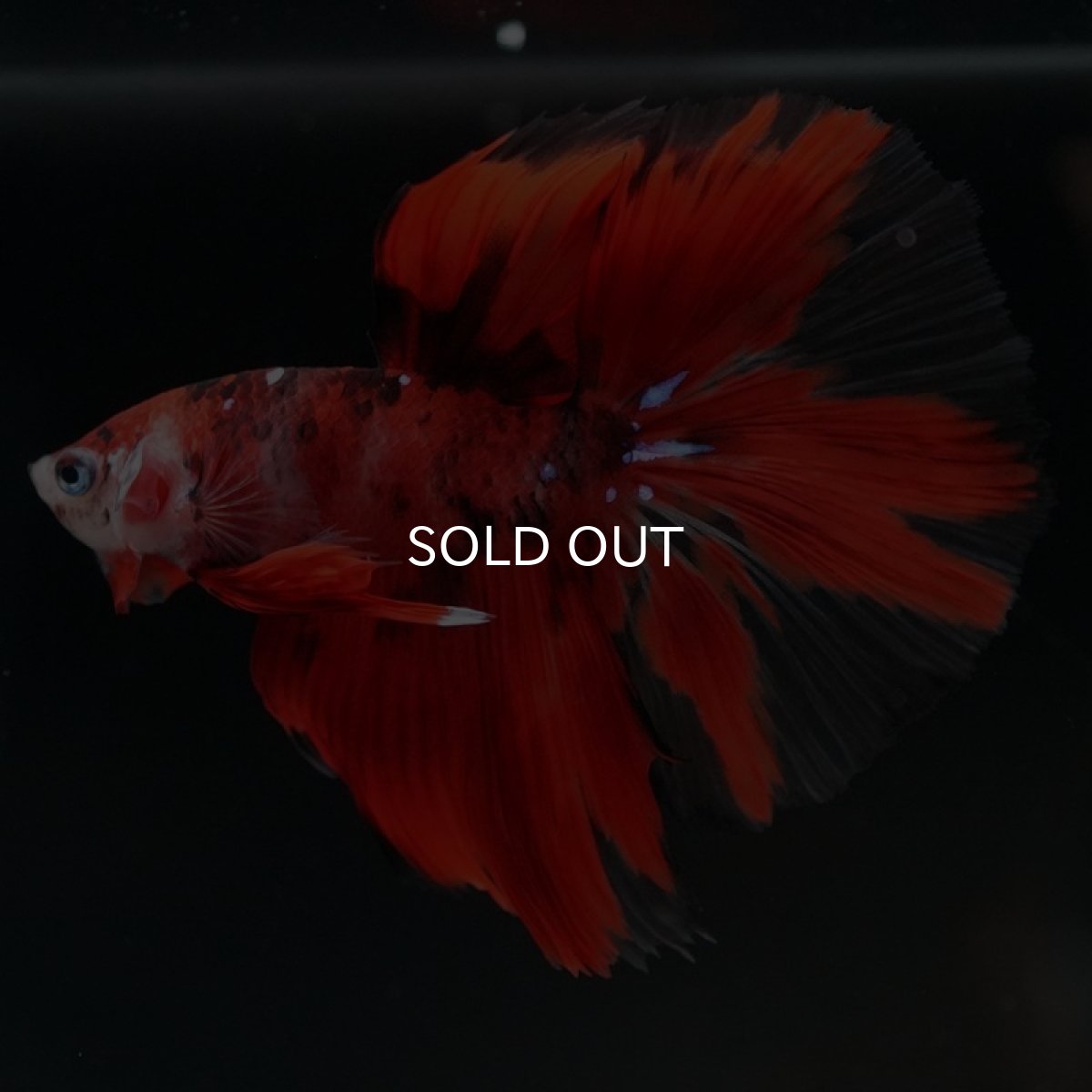 画像4: HM　鯉　クリアフィン (4)