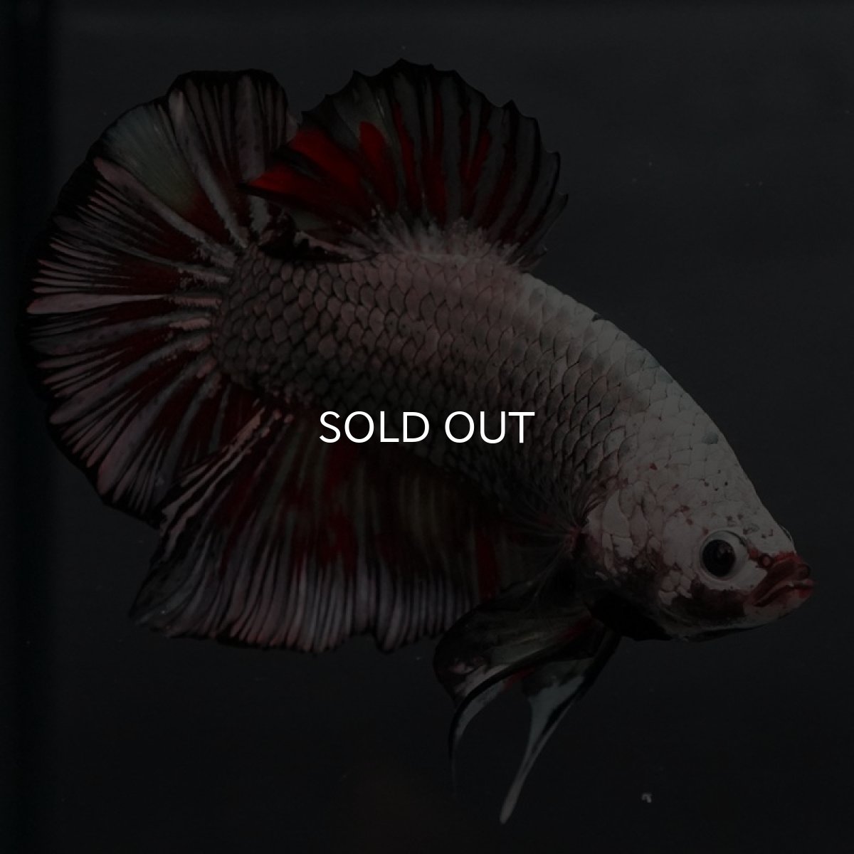 画像5: GHMPK ブラックカッパーマーブル 変わり柄 (5)