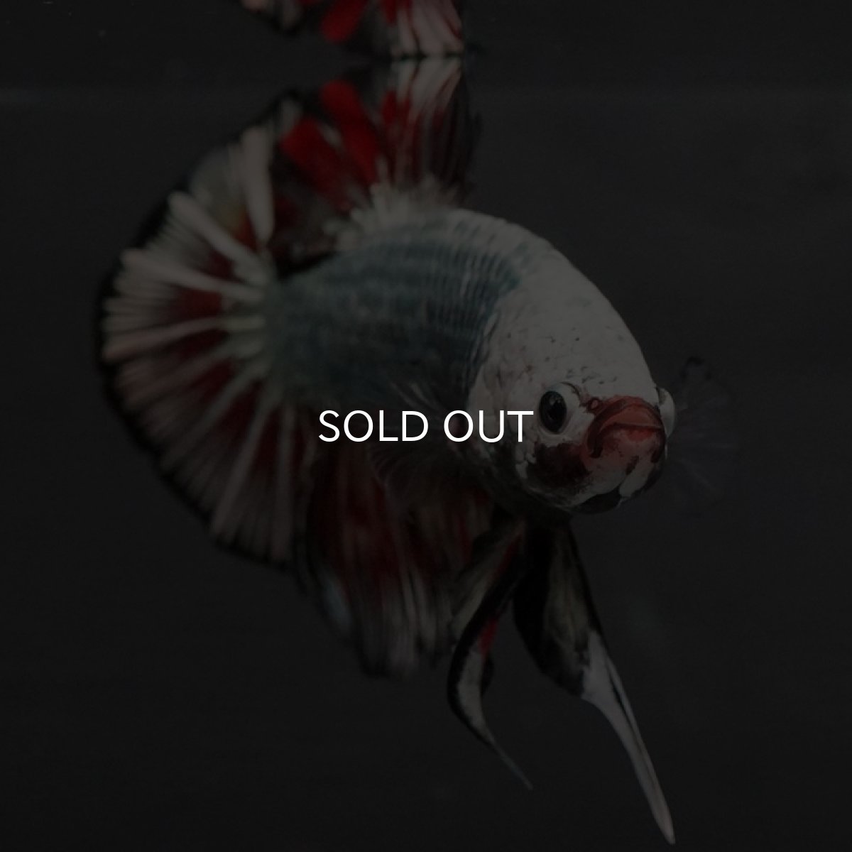 画像3: GHMPK ブラックカッパーマーブル 変わり柄 (3)