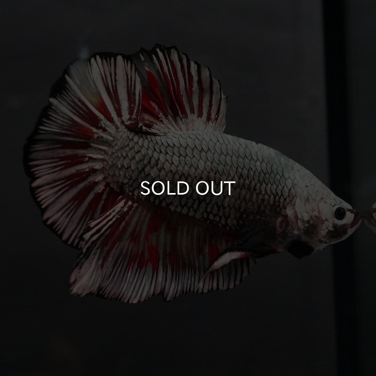 画像2: GHMPK ブラックカッパーマーブル 変わり柄 (2)